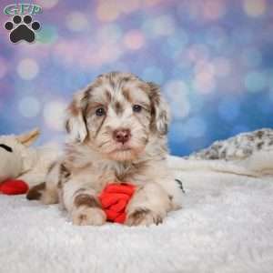 Lucy, Mini Goldendoodle Puppy